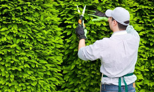 1. Hiểu rõ vai trò và đặc điểm của cây xanh và tiểu cảnh trong cảnh quan